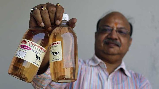 4771 Why do Hindus drink cow urine 01