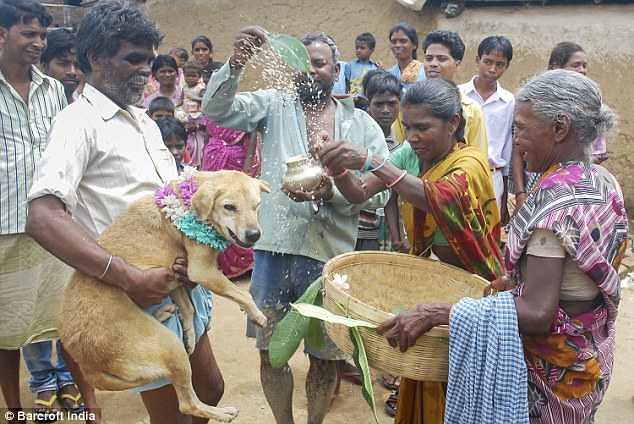 5371 An 18-years-old girl marries a stray dog in India 04