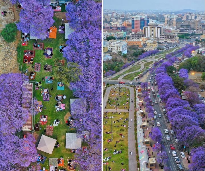 Jacaranda trees in Abha