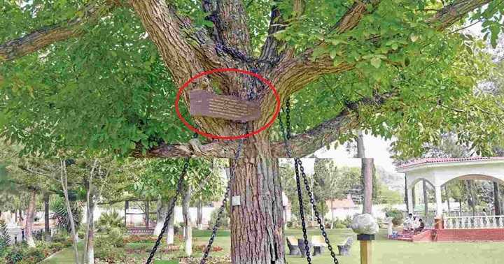 arrested tree in pakistan