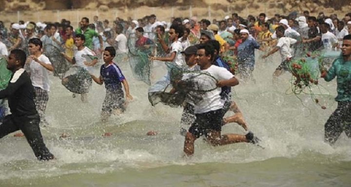 Hareed (Parrot) Fish Festival