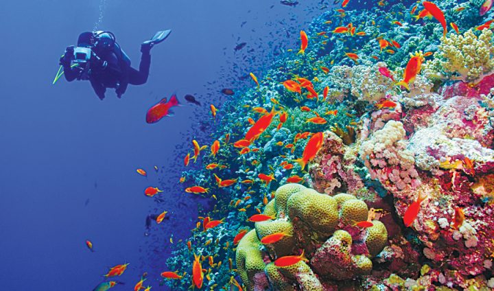 Scuba Diving - things to do in jizan