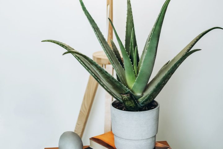 Aloe Vera plant 